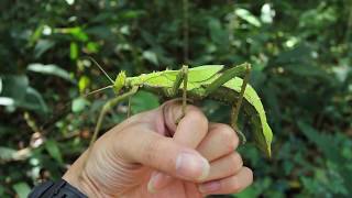 A Jungle Nymph Heteropteryx dilatata [upl. by Daisy387]