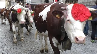 Desnalpà 2017  Transumanza per le strade di Settimo Vittone [upl. by Atiuqahs375]