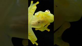 Glass frog [upl. by Flita]