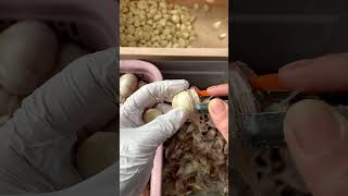 Garlic peeling artifact farming satisfying [upl. by Nylinnej]