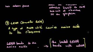 42 DNA Production of Polypeptides  Transcription and Translation  Blueprint of Life HSC Biology [upl. by Waldron864]