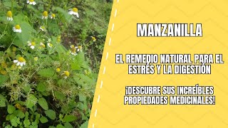 Manzanilla El Secreto de la Calma y la Salud [upl. by Aztin]