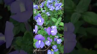 Nemesia Plants gardeningplants plants flowers shortvideo trending [upl. by Nanfa978]