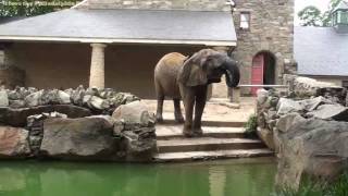 Philadelphia Zoo  One Year Later I Still Miss the Elephants [upl. by Nema]