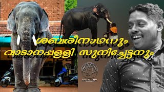 Chirakkal sabarinath വാടാനപ്പള്ളി സുനി ചേട്ടൻ ആനക്കുട്ടിയെ നിലവ് നിർത്തുന്നു letest video [upl. by Ianahs]