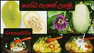 How to cook giant passion fruitGranadillapassiflora quadrangularisඩොංගා පුහුල්යෝධ පැශන් උයමු [upl. by Lateehs]