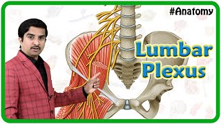 Lumbar Plexus Anatomy Animation  Origi Branches and innervation  USMLE Review [upl. by Eerrehs]