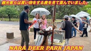 観光客らは買い物をする鹿を見て喜んでいました。  nara deer  奈良鹿  海外の反応  Kyoto  奈良公園 鹿  舞妓  外国人  外国人観光客  Japan vlog [upl. by Enaols627]