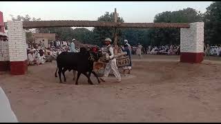 Bull Race 951 Bail Kashif Sial Wala Mela Thatha Sial Muzaffargarh بیساکھی میلہ مظفر گڑھ سیال گروپ [upl. by Aliac]