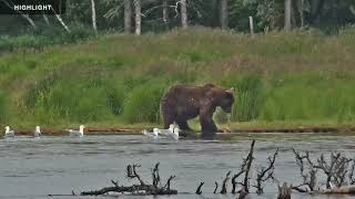 River Watch  Katmai National Park 2022 Season Highlights [upl. by Christel]