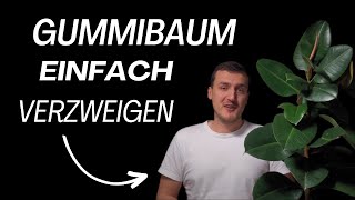 Gummibaum Verzweigen Einfach Gemacht [upl. by Jeffie]