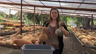 How to Clean a Gourd  Welburn Gourd Farm [upl. by Barkley]