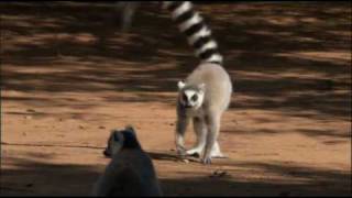 The Ringtailed Lemur [upl. by Larkins]