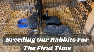 Breeding Our Rabbits For The First Time [upl. by Fatsug]