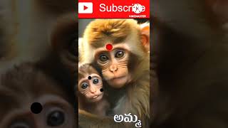 Amma Amma SongAbbaigaruShortsViralMonkey [upl. by Renzo]