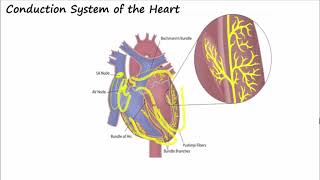 Conduction Pathways in the Heart [upl. by Akkinahs]