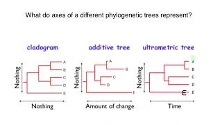 Cladogram Additive tree Ultrametric tree [upl. by Eldon]