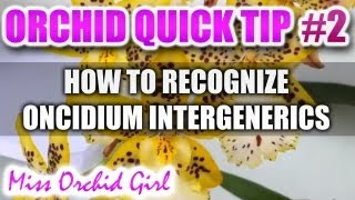 Orchid Tip 2  How to recognize an inter generic orchid and its crosses [upl. by Paten]