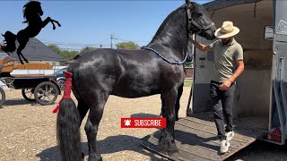 ARMĂSARI frizieni de TOP La o plimbare cu trăsura Romanian horse ❤️ [upl. by Elleryt277]