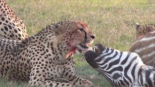 Cheetahs eating a zebra [upl. by Anahsohs]