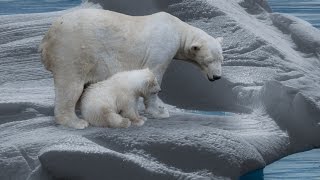 Der Eisbär  Dokumentation 1080p HD DokuExtrem [upl. by Lrem]