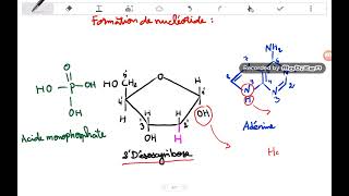 Les acides nucléiques ADN et ARN génétique ADN ARN [upl. by Nhoj853]