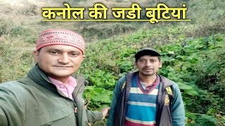 Ep494कनोल की जडी बूटियांmedicinal farming kanol [upl. by Aneehta233]