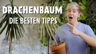 DIESE 11 Drachenbaum Pflegetipps MUSST du kennen 🐲 Dracaena [upl. by Gaut]