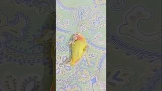 Relaxing with My Lovebird Calm amp Cozy Moments 🕊️ youtubeshorts shortvideo lovebirdlife birds [upl. by Hettie]