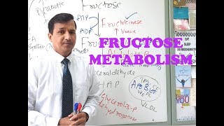 Fructose Metabolism  High Yield Review [upl. by Anisah]