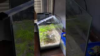 Water Change Wednesday aquarium aquascaping [upl. by Ybreh]