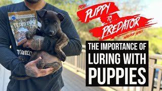 THE IMPORTANCE OF LURING WITH PUPPIES [upl. by Nehtiek]