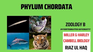 Phylum Chordata Zoology B Miller amp Harley [upl. by Eed716]