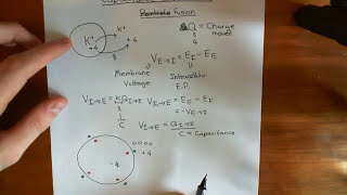 Cell Membrane Capacitance and Vesicle Fusion Part 2 [upl. by Piegari]