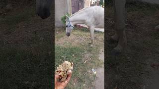 Feed hungry street horse 🐎 🥰🙏🏻animals [upl. by Natalie886]