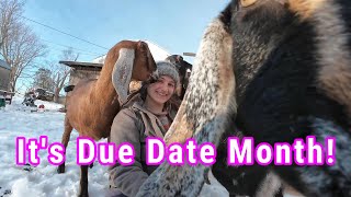 22 Days Away From Kidding Season  Our First Dairy Goat VLOGMAS [upl. by Samled]