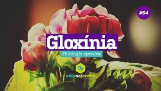 Como cuidar da Gloxínia 54  Dicas Rápidas [upl. by Randi]