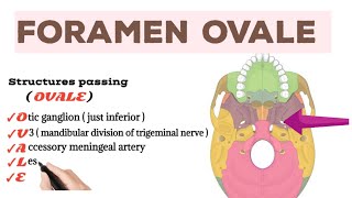 Structures passing through Foramen Ovale [upl. by Levan]