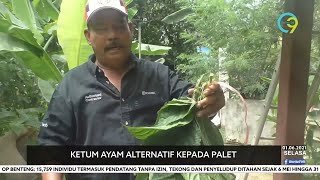 Ketum Ayam Alternatif Kepada Palet [upl. by Eneleoj216]