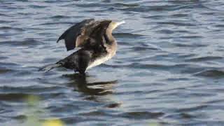 młody kormoran Phalacrocorax carbo Great Cormorant Grand Cormoran [upl. by Corbie]