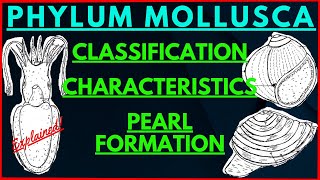 All about Mollusks  Phylum Mollusca Classification Characteristics  Pearl Formation Oyster Mussels [upl. by Anina]