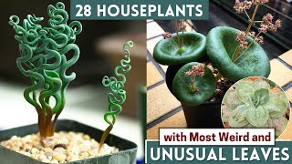 28 Houseplants with Most Weird and Unusual Leaves [upl. by Laroy]