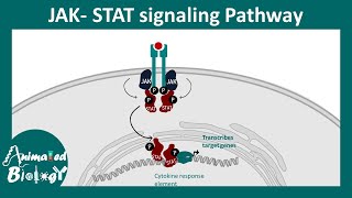 JAKSTAT signaling pathway [upl. by Akirret]