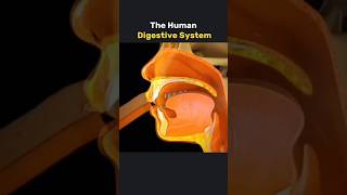 Human digestive System How it works 3danimation [upl. by Aliled]