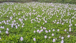 Water hyacinths Plant  Nukgui Video Tisaya Tongman Liya 😍  kochuripana  Just Looking Like a Wow😍 [upl. by Agn]