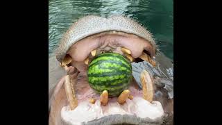 Hippo Fionas Favorite Foods Need Pollinators  Cincinnati Zoo [upl. by Latsyrhk977]