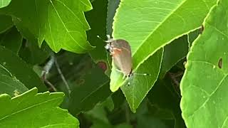 Calcycopis cecrops  mariposa de bandas rojas  redbanded hairstreak [upl. by Gnel]