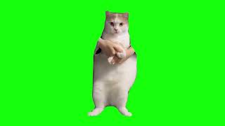 Cat Dancing to EDM  Green Screen [upl. by Hcab735]