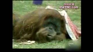 HARAMBE V2 ORANGUTAN CRUSHES CAT ON ABC NEWS [upl. by Chui]