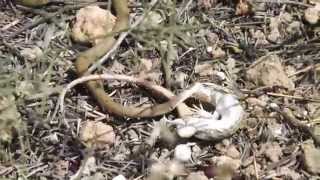 Dahls Whip Snake taking down lizard [upl. by Blockus]